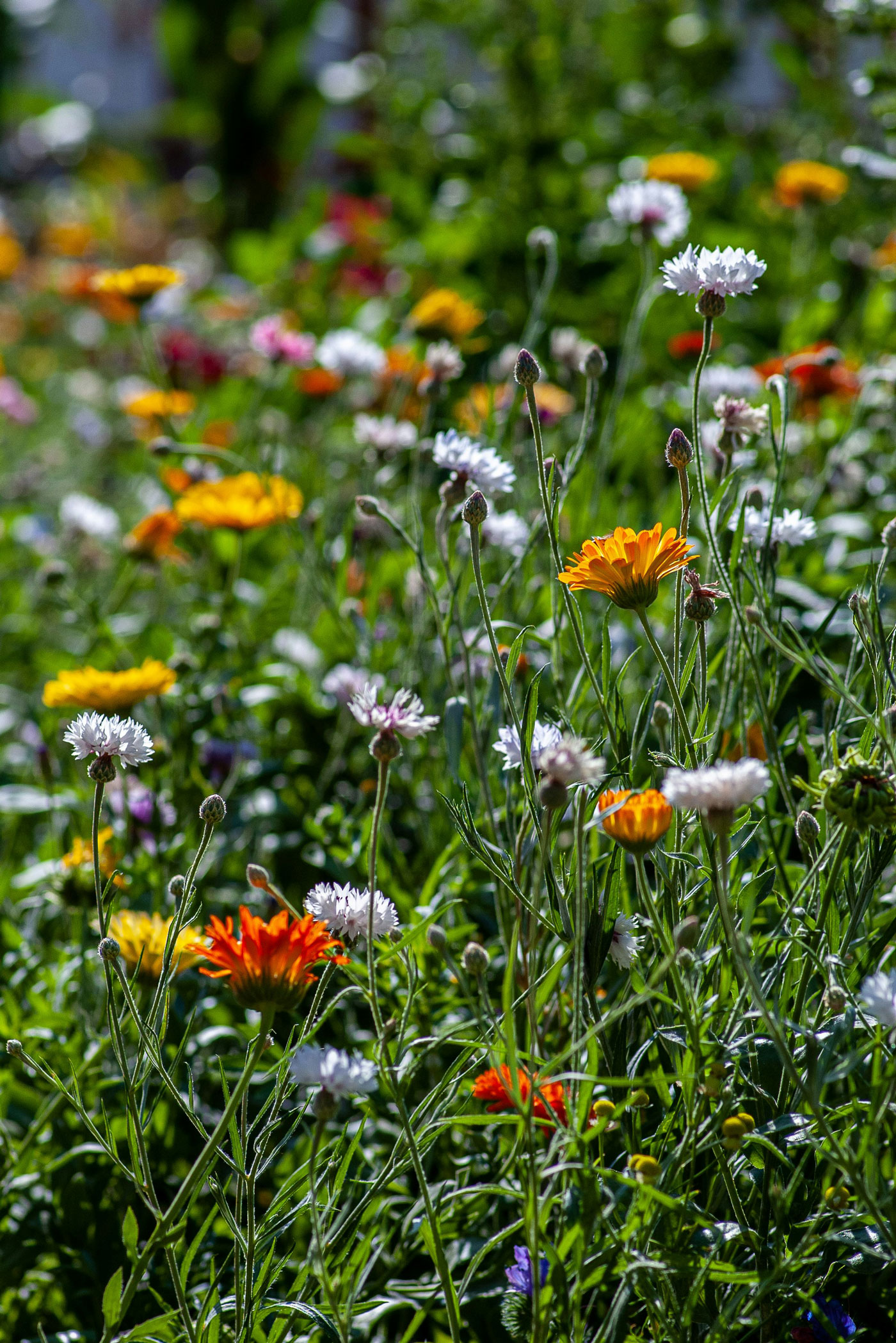 Summer flowers staring to bloom